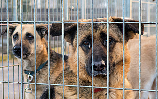 Dogoteriapia pomogła więźniom i pieskom Dogoteriapia pomogła więźniom i pieskom